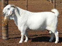 Most expensive boer goat ram sold at a production sale to Petrus Visagie by Lukas Burger at R210 000.
