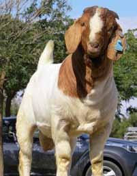 Inspeksiedienste/Inspections 48 Teelbeleid/Breeding policy 51 Hoe registreer ek my bokke by SA Stamboek/How do I register my goats at SA Studbook 56 Lys van die Suid-Afrikaanse Beoordelaars/List of
