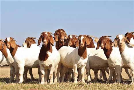 BOER EKONOMIES MET BOKKE Manage your meat goats successfully - Michelle Kruger Ten einde ekonomies met bokke te boer, is dit nodig dat aan sekere basiese produksievereistes voldoen moet word.