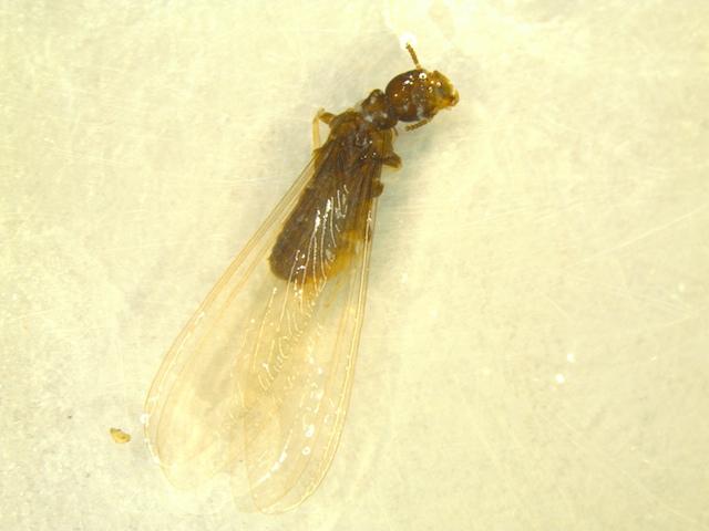 Isoptera (termites) Metamorphosis: hemimetabolous Biology: Termite swarmers leave the colonies to mate and search for new nesting sites.