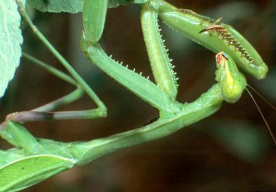 Mantodea (mantids or preying mantids) Metamorphosis: hemimetabolous Biology: Mantids are predaceous on a large variety of insects.