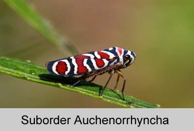 Hemiptera (true bugs, cicadas, hoppers, aphids, psyllids, whiteflies, scales) Metamorphosis: hemimetabolous Mouthparts:
