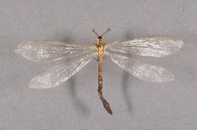 Neuroptera (mantidflies, lacewings, antlions, owlflies) Name Derivation: Latin, nerve or net referring to the many wing veins (neuro); wings (ptera) Coleoptera (beetles and weevils) Metamorphosis: