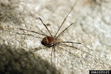 Order Opiliones (harvestmen) Metamorphosis: simple: egg, young, adult Mouthparts: weak chewing Biology: Worldwide, there are 37 families of harvestmen. Eighteen species are reported from Texas.