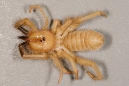 Order Solifugae (sunspiders, also called windspiders, sunscorpions, windscorpions) Metamorphosis: simple: egg, young, adult Mouthparts: chelicerae Biology: The mouthparts (chelicerae) of