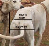 Fig 3. Haunch and thigh width on a Tazi dog body Statistical analysis Data were analyzed with the Minitab 16 statistical software program.