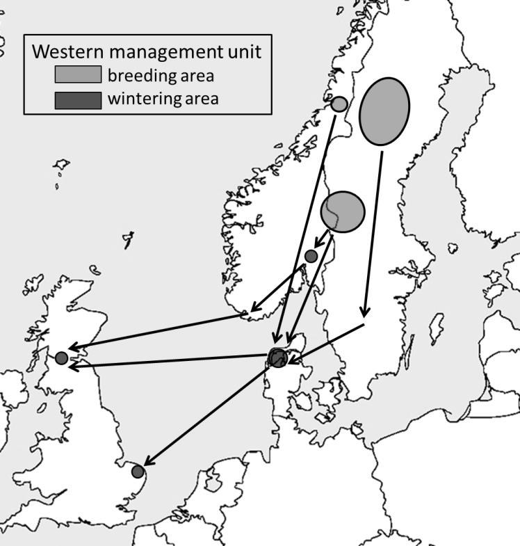 Figure A. The provisional Western management unit of the Taiga Bean Goose.