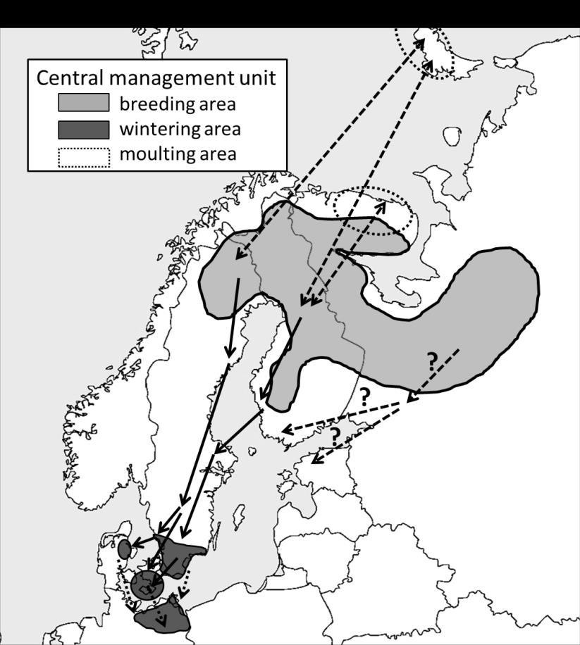 Figure B. The provisional Central management unit of the Taiga Bean Goose.