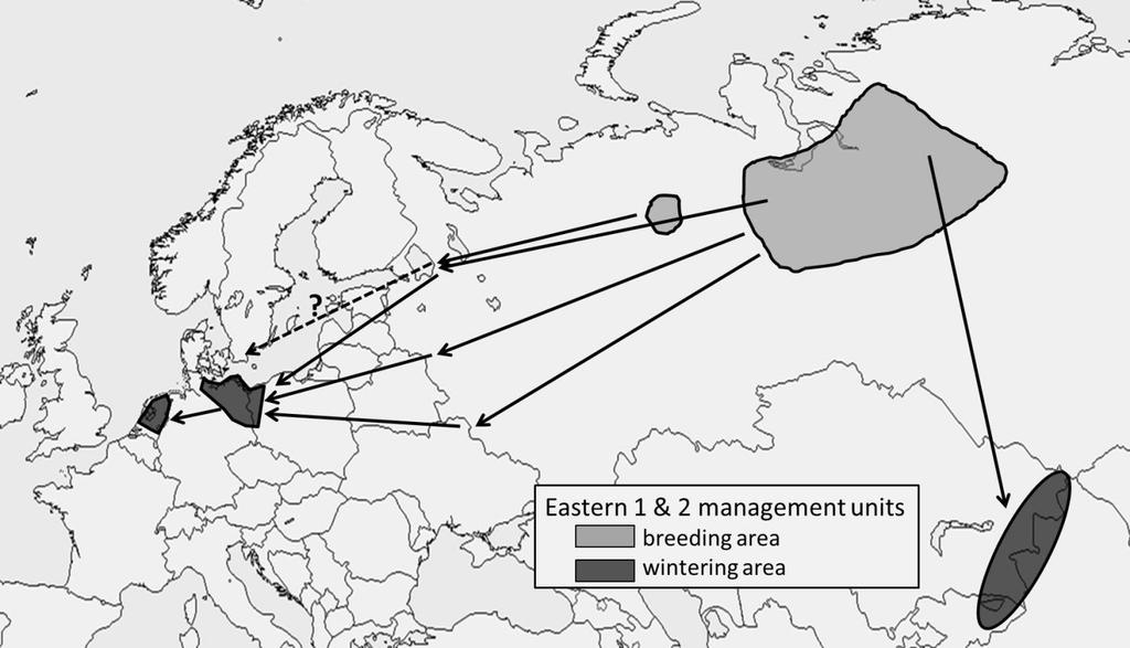 Fig. C. The provisional Eastern 1 and 2 management units of the Taiga Bean Goose. Eastern 2 management unit Breeding Knowledge about the flyway of the Eastern 2 sub-population is very scarce (Fig. C).