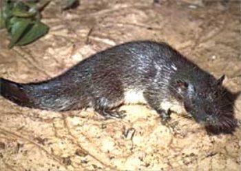 Order Afrosoricida Family Tenrecidae (tenrecs and otter shrews) Also in this family are the otter shrews: 1 genus