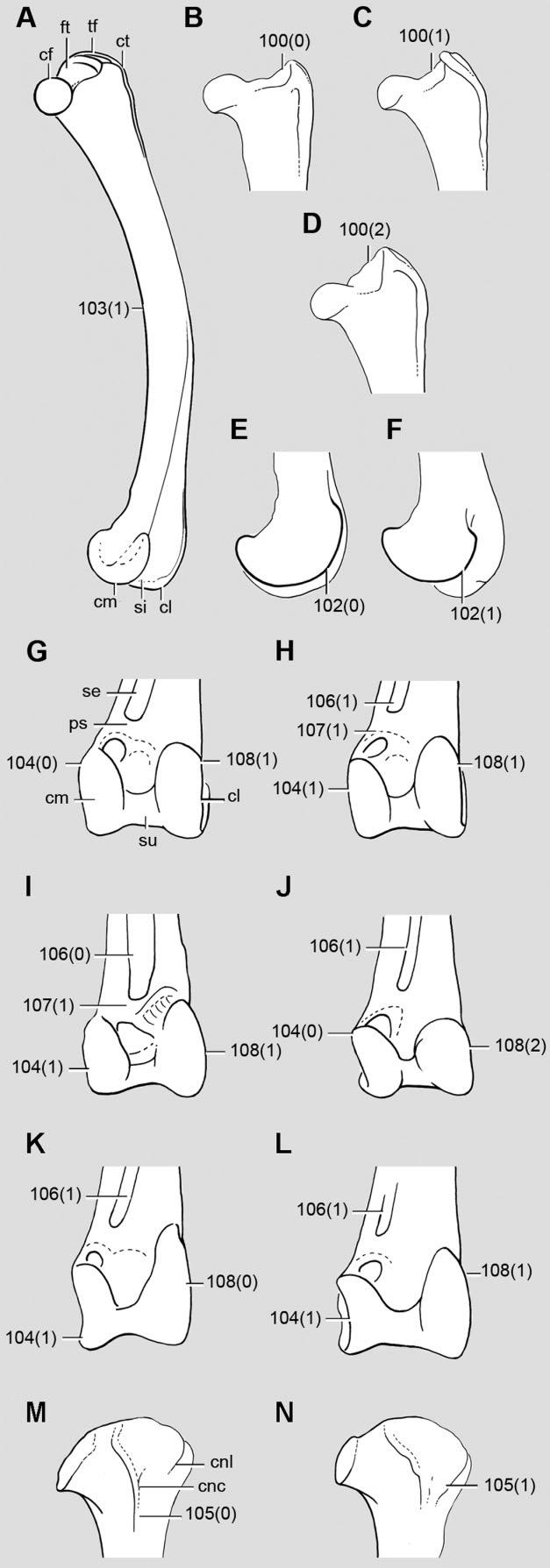 PHYLOGENETIC INTERRELATIONSHIPS OF TINAMOUS 161 Figure 11. A, femur, craniomedial view, of Nothoprocta taczanowskii.