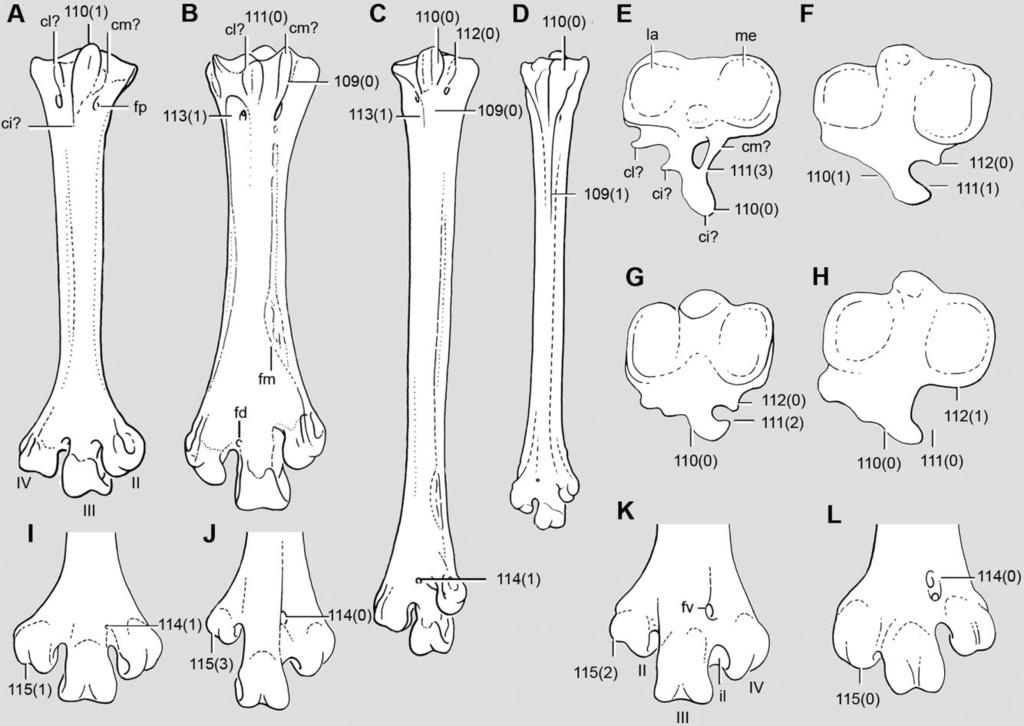 162 S. BERTELLI ET AL. Figure 12. A D, tarsometatarsus, plantar view: Tinamotis pentlandii (A); Apteryx australis (B); Nothocercus bonapartei (C); and Crypturellus erythopus (D).