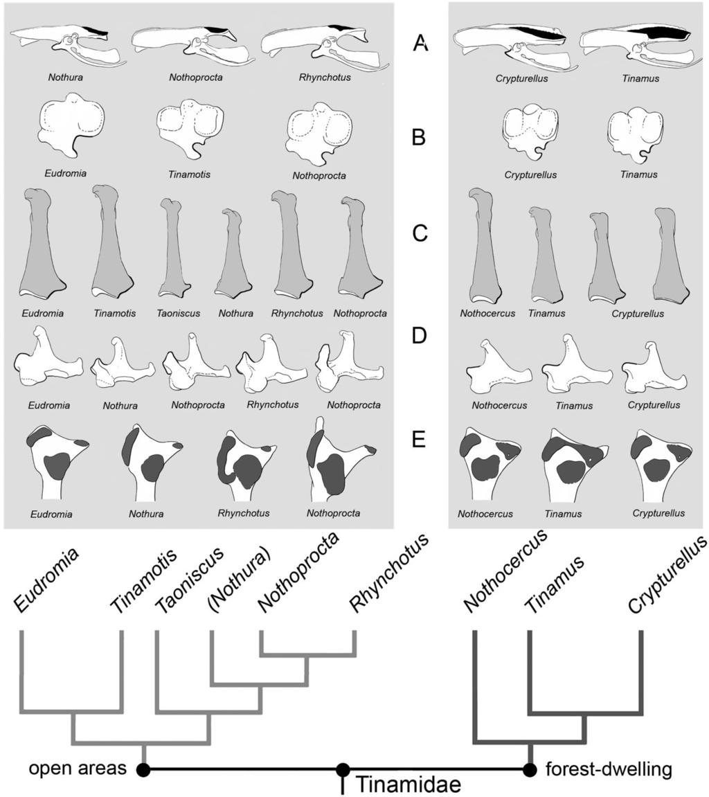 PHYLOGENETIC INTERRELATIONSHIPS OF TINAMOUS 151 Figure 2. Osteological characters supporting tinamou relationships.