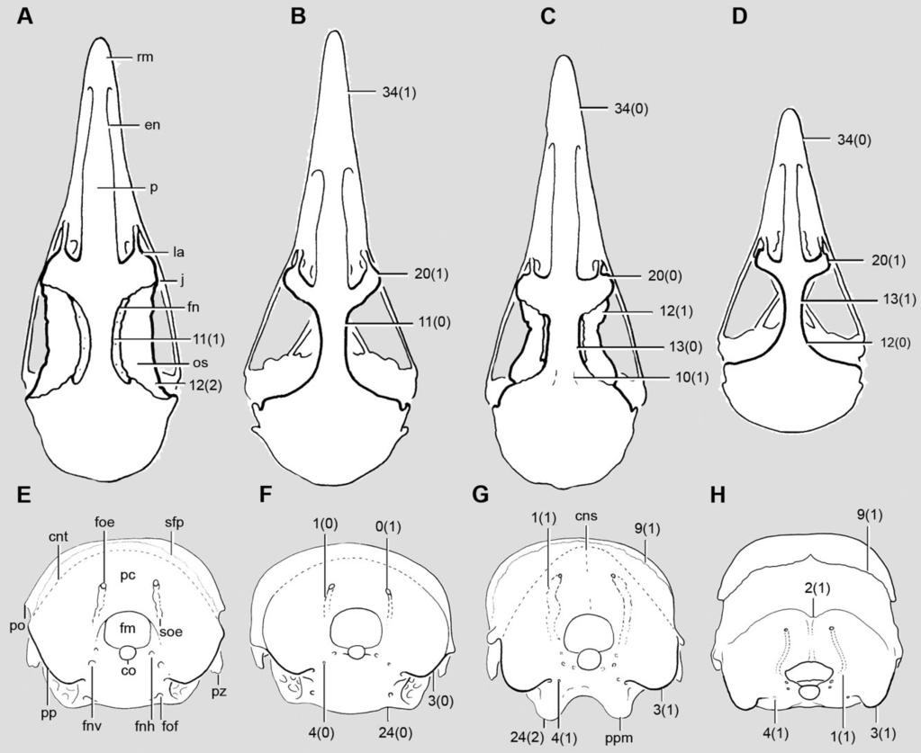 152 S. BERTELLI ET AL. Figure 3. A D, skulls in dorsal view: Crypturellus undulatus (A); Nothoprocta ornata (B); Eudromia formosa (C); and Nothura maculosa (D).