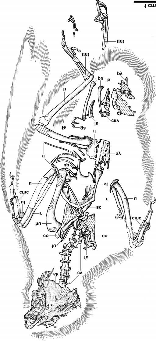 Line drawing of the holotype of Eoenantiornis buhleri, IVPP V11537: cav, caudal vertebra; cmc, carpometacarpus; co, coracoid; cv, cervical vertebra; fe, femur; fu, furcula; ga, gastralia; hu,