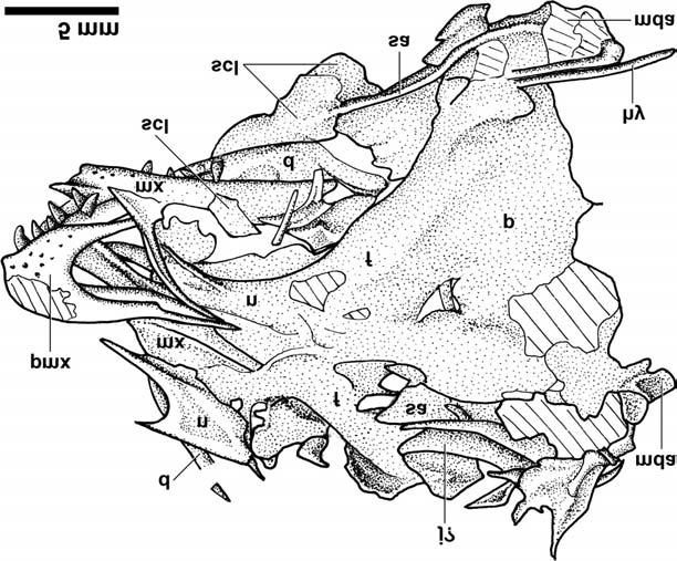 1334 Can. J. Earth Sci. Vol. 42, 2005 Fig. 4. Line drawing of the skull of the holotype of Eoenantiornis buhleri, IVPP V11537: d, dentary; f, frontal; hy, hyoid bone; j?,?jugal; mda, mandibular articulation; mx, maxilla; n, nasal; p, parietal; pmx, premaxilla; sa, surangular; scl, sclerotic plate.