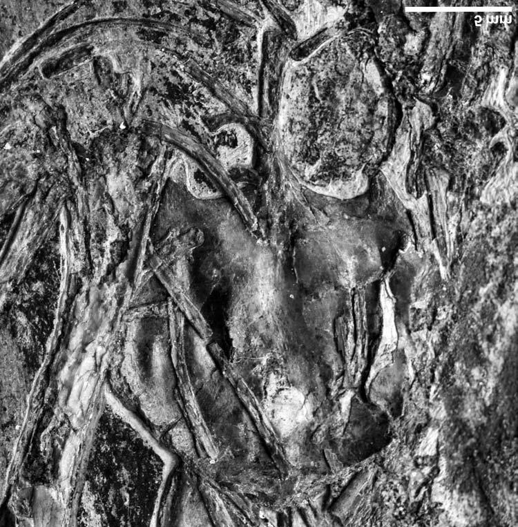 1336 Can. J. Earth Sci. Vol. 42, 2005 Fig. 5. Close-up photo of the sternum of the holotype of Eoenantiornis buhleri, in dorsal view, IVPP V11537.