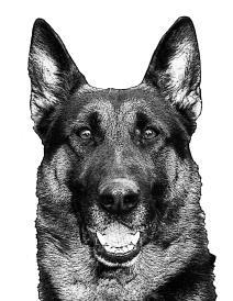 TJENCO DAGO FALKO FLEX The Springfield K9 Unit will be hosting our 21 st annual Springfield K9 Competition on Saturday,