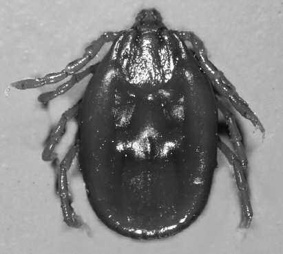 Veterinary Therapeutics Vol. 5, No. 2, Summer 2004 Figure 5. Female Rhipicephalus sanguineus (brown dog tick). This tick species does not have the white dorsal markings seen on D. variabilis and A.