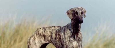 The Sloughi is a medium-sized, smooth-coated, athletic sighthound.