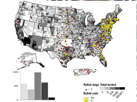 animal rabies cases have been in domestic animals Worldwide, dogs cause 90% of human exposures