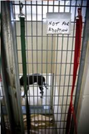 1 MN and 1 MI dog) 11 euthanized* 13 placed in 6 month isolation period (inc.