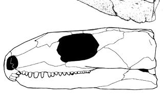 Osteolepis and Panderichthys clearly possess an opercular series, and Paleoherpeton clearly
