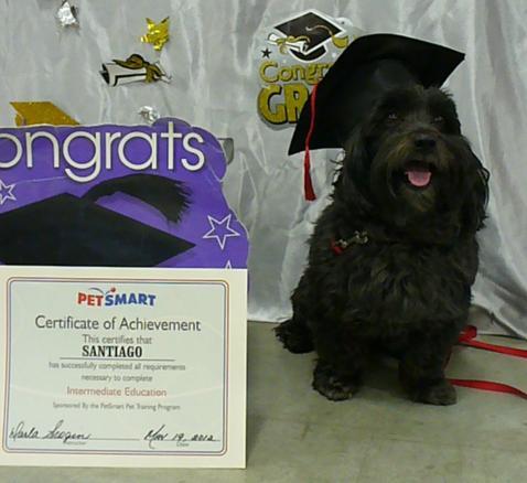 NEWS FOR THE DOG FANCIER Page 4 of 8 Member Therapy Dog Brag We are all very proud of Santi, our office companion owned by Jeannette Clary, who has received his higher education certificate.