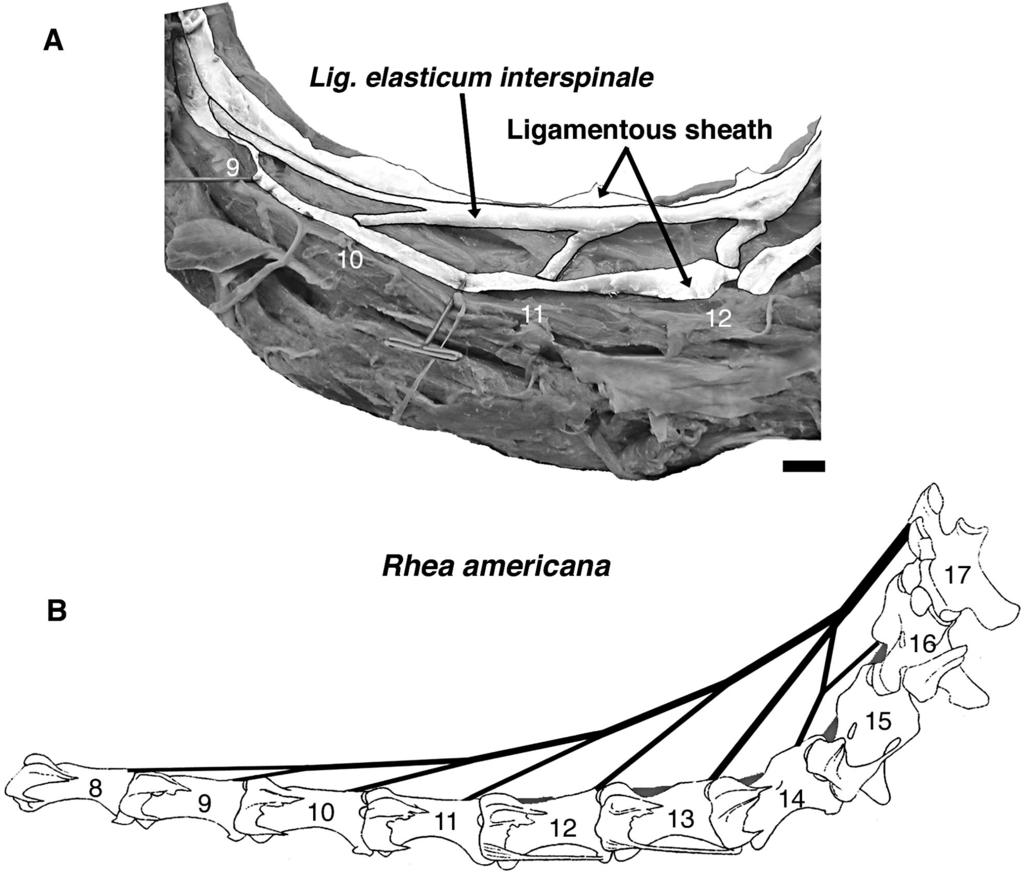 TSUIHIJI LIGAMENT SYSTEM OF SAUROPOD NECK 167 FIGURE 1. Elastic ligaments in the neck of Rhea americana.