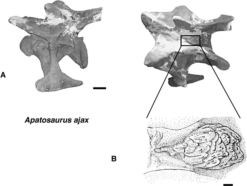 TSUIHIJI LIGAMENT SYSTEM OF SAUROPOD NECK 169 FIGURE 3. Posterior cervical vertebra of Apatosaurus ajax (YPM 1860). Anterior is toward the left.