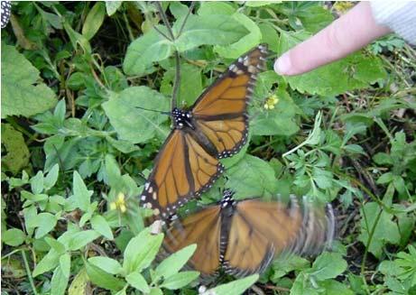 After shivering, monarchs can crawl and fly at temperatures that would otherwise be too cold. The Forest Floor is Dangerous On a cool day in a monarch sanctuary, you will always see monarchs climbing.