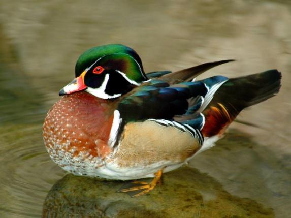 The Wood Duck (Aix sponsa) is a beautiful, unique bird that, unlike most waterfowl, will place their nest inside a tree cavity instead of building their own nest (Kortright, 1943).