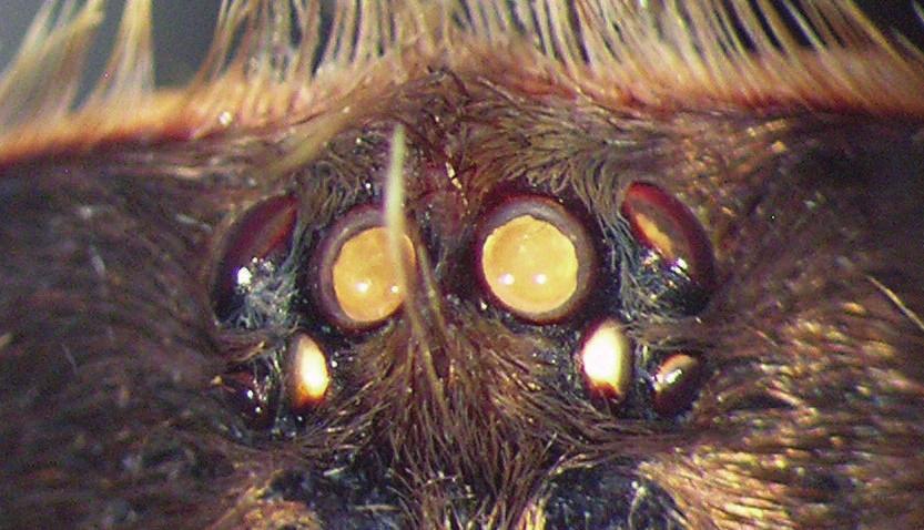 (26) Chelicera, prolateral view. Scale bar = 10 mm for (22); 2 mm for (23); 5 mm for (24), (26); and 2 mm for (25). Photos: Nunn.