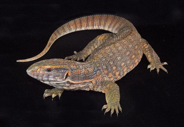 Savannah Monitor (Bosc s Monitor) Varanus exanthematicus LIFE SPAN: 15 + years CAGE TEMPS: Warm side 85-90 0 F Cool side 80 o F Basking 100-120 0 F AVERAGE SIZE: up to four feet CAGE HUMIDITY: low
