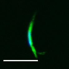 as shown in (A). (C) Live imaging of a salivary gland sporozoite expressing cytoplasmic GFP.