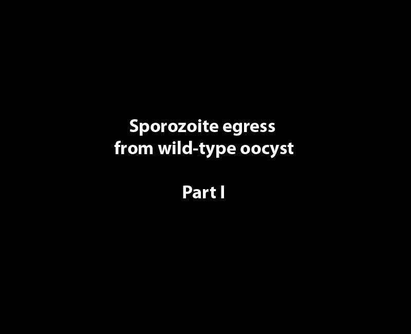 Video 3. Sporozoites are budding from a wild-type oocyst. Movie in differential interference contrast (DIC) of wild-type sporozoites moving inside an oocyst and budding from the oocyst in a sporosome.