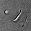 A wt trp1(-) trp1(-)mch F Sporozoites / mosquito 50000 40000 30000 20000 10000 0 14 18 20 midgut hemolymph salivary glands 22 Sporozoites / mosquito 50000