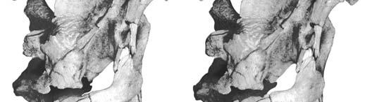 Nemegtosaurus mongoliensis (Z. PAL MgD-I/9) in left lateral view. See Figure 3 for abbreviations.