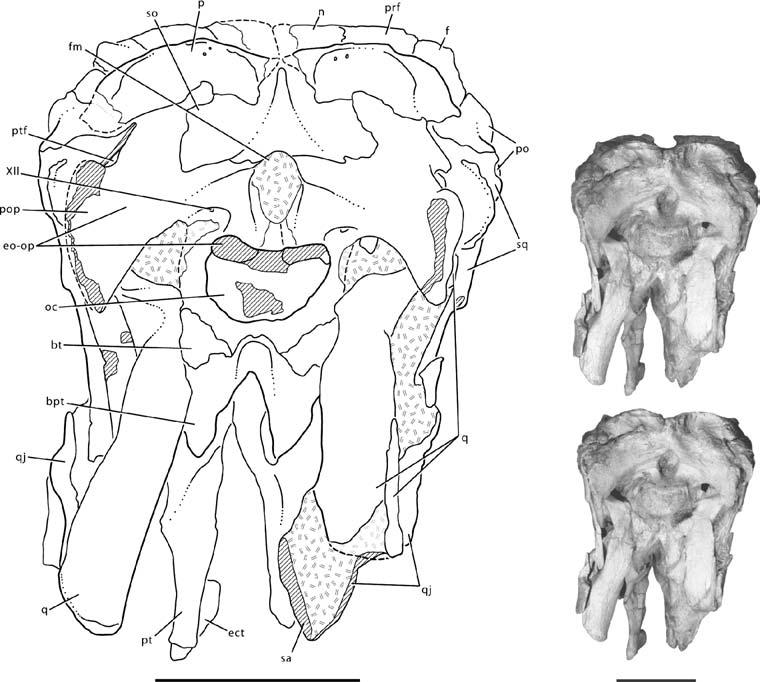 294 J. A. Wilson Figure 9 Stereopairs and interpretive line drawing of the posterior portion of the skull of Nemegtosaurus mongoliensis (Z. PAL MgD-I/9) in posterior view. Right stereo at top.