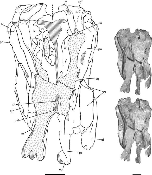 Redescription of N EMEGTOSAURUS MONGOLIENSIS 295 Figure 10 Stereopairs and interpretive line drawing of the posterior portion of the skull of Nemegtosaurus mongoliensis (Z.