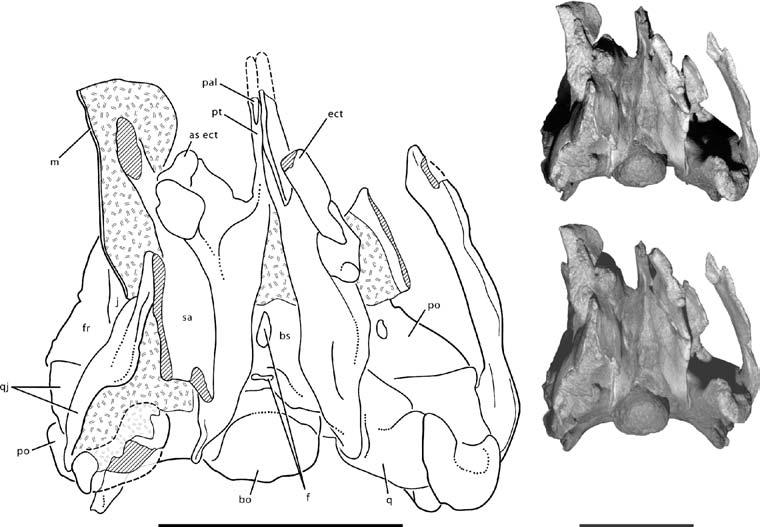Redescription of N EMEGTOSAURUS MONGOLIENSIS 299 Figure 11 Stereopairs and interpretive line drawing of the posterior portion of the skull of Nemegtosaurus mongoliensis (Z.