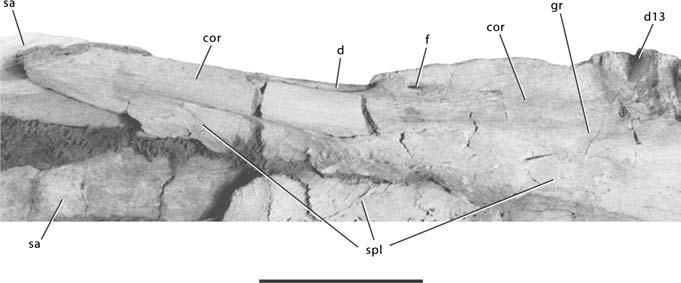 304 J. A. Wilson Figure 15 Detail of the left lower jaw of Nemegtosaurus mongoliensis (Z.PAL MgD-I/9) in medial view. See Figure 3 for abbreviations. Scale bar = 10 cm.