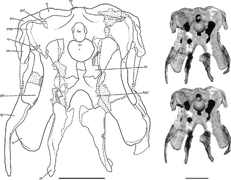 Redescription of N EMEGTOSAURUS MONGOLIENSIS 309 Figure 18 Stereopairs and interpretive line drawing of the posterior half of the skull of Quaesitosaurus orientalis (PIN 3906/2) in posterior view.