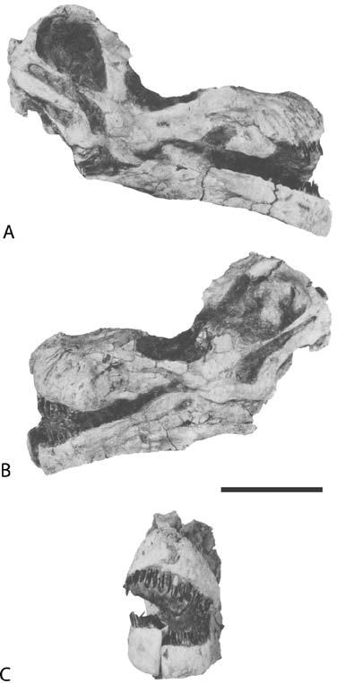 286 J. A. Wilson jaw fragments and a well-preserved braincase collected from separate localities in the Sao Khua Formation (discussed in Relationship to other Mongolian Sauropods, below).