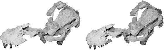 Redescription of N EMEGTOSAURUS MONGOLIENSIS 287 la n prf fr stfo os po v ls sq l ampr pm amf pt la pop j ect q pm pm3 pm4 m2 m3 m6 m5 m8 m paof pt qj Figure 3 Stereopairs and interpretive line