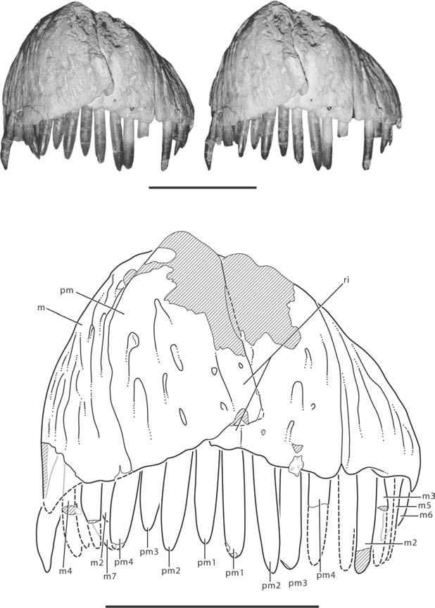 Redescription of N EMEGTOSAURUS MONGOLIENSIS 289 Figure 5 Stereopairs and interpretive line drawing of the snout of Nemegtosaurus mongoliensis (Z. PAL MgD-I/9) in anteroventral view.
