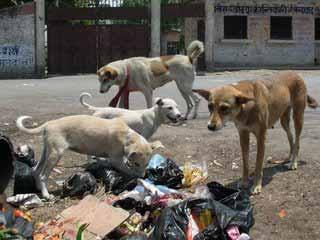 Removal of dogs No significant impact Worsens situation (disruption of