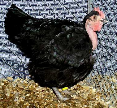 Right: Head study of a black hen. Below: Black Transylvanian Naked Neck hens.