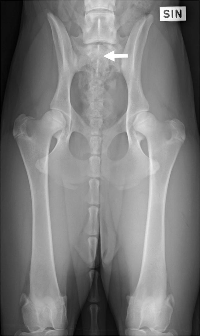 Teaching Hospital of the University of Helsinki between May 2005 and March 2011 of dogs radiographed for various reasons. A CT study of the lumbosacral area was included in the study when available.