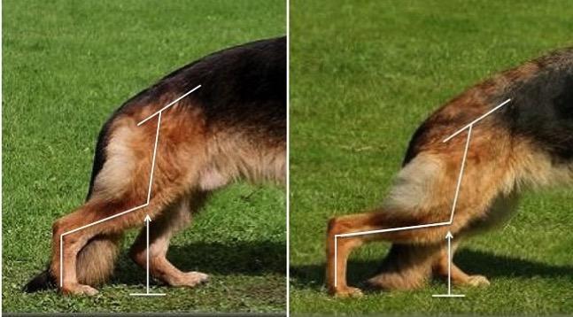 The diagrams can be overlaid onto actual dogs as seen below.